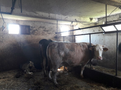 Krave u staji Krave u staji