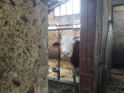 Jedna od radoznalih krava u staji Jedna od radoznalih krava u staji