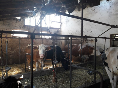 Staja sa kravama Staja sa kravama