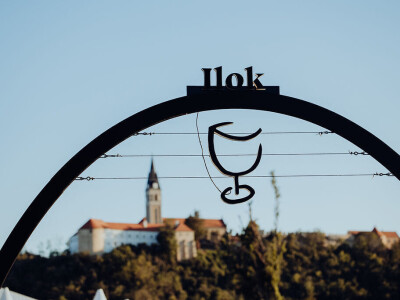 Iločka berba grožđa