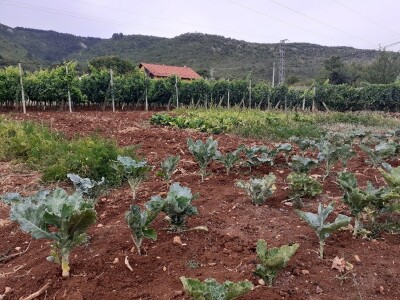 Ima li budućnosti za poljoprivredu u Grudama? Ima li budućnosti za poljoprivredu u Grudama?