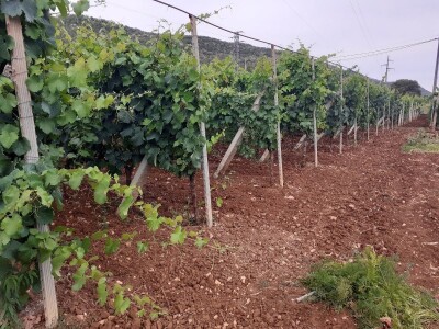 Ima li budućnosti za poljoprivredu u Grudama? Ima li budućnosti za poljoprivredu u Grudama?