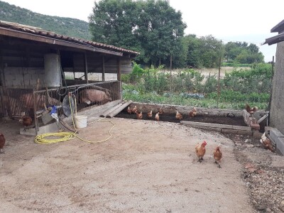 Ima li budućnosti za poljoprivredu u Grudama? Ima li budućnosti za poljoprivredu u Grudama?