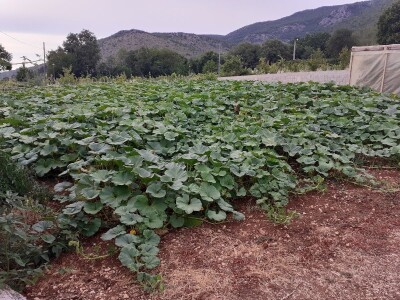 Ima li budućnosti za poljoprivredu u Grudama? Ima li budućnosti za poljoprivredu u Grudama?
