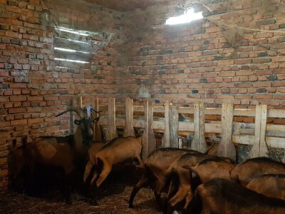 IMA LI KOZARSTVO ŠANSU U PODRINJU?