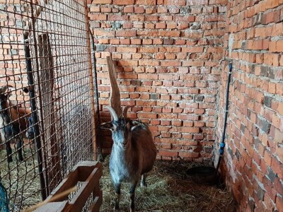 IMA LI KOZARSTVO ŠANSU U PODRINJU?