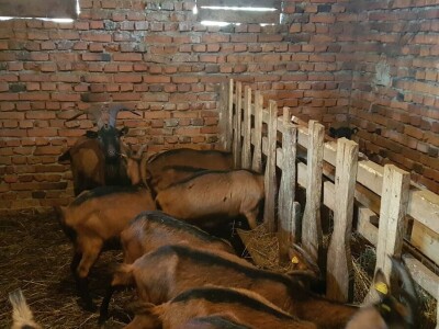 IMA LI KOZARSTVO ŠANSU U PODRINJU?