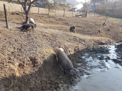 IMA LI KOZARSTVO ŠANSU U PODRINJU?