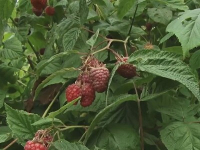 Ima li nade za malinare?