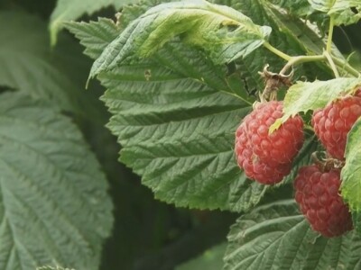 Ima li nade za malinare?