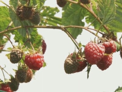 Ima li nade za malinare?