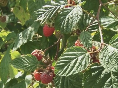 Ima li nade za malinare?