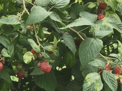 Ima li nade za malinare?