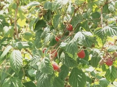 Ima li nade za malinare?