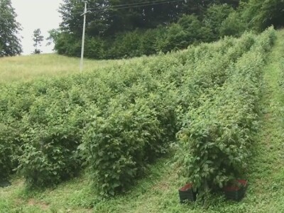 Ima li nade za malinare?