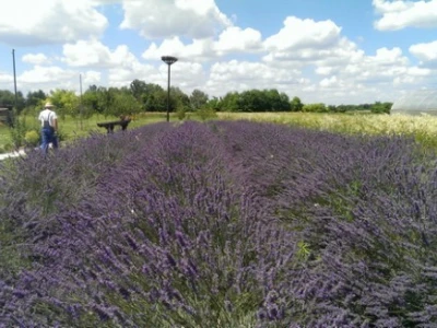 Pannonia Organica