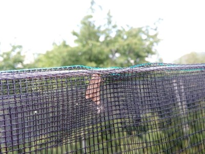 U toku je piljenje larvi druge generacije jabučnog smotavca