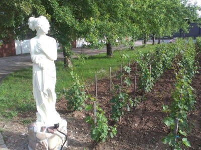 Podrum Malča kod Niša