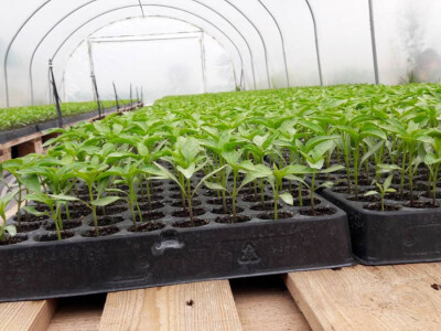 OPG Marić OPG Marić