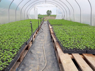 OPG Marić OPG Marić