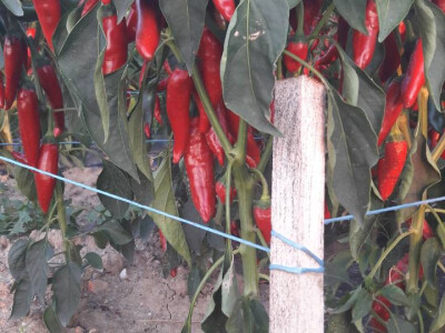 OPG Marić OPG Marić