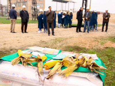 Testiranje đubriva KAN na oglednom polju kukuruza