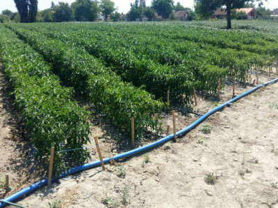 OPG Marić OPG Marić