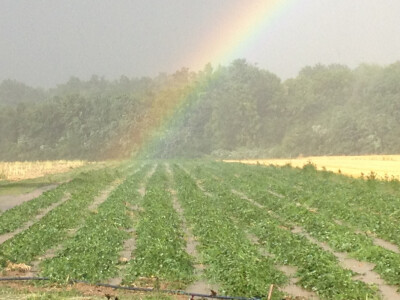 Opg Pavković Opg Pavković