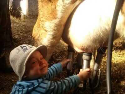 Borna provjerava možete li mužnja početi