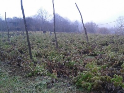 Mladi malinjak porodice Dragojlović