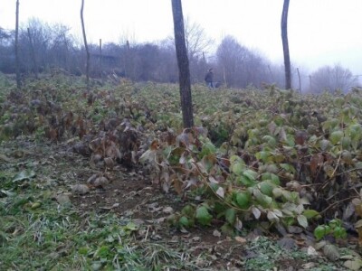 Mladi malinjak porodice Dragojlović