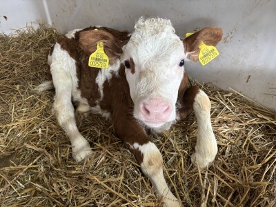 Nezaustavljiv rast Farme Euro, uskoro vrata otvara i sirana