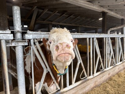 Nezaustavljiv rast Farme Euro, uskoro vrata otvara i sirana