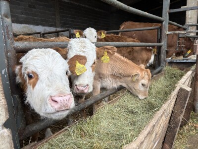 Nezaustavljiv rast Farme Euro, uskoro vrata otvara i sirana