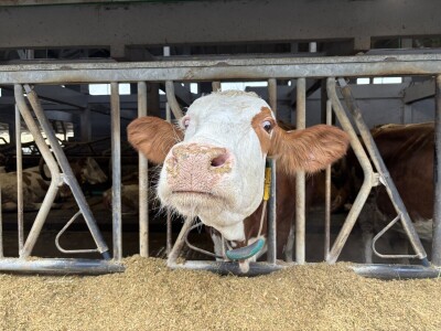 Nezaustavljiv rast Farme Euro, uskoro vrata otvara i sirana