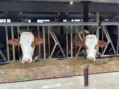 Nezaustavljiv rast Farme Euro, uskoro vrata otvara i sirana