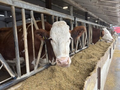 Nezaustavljiv rast Farme Euro, uskoro vrata otvara i sirana