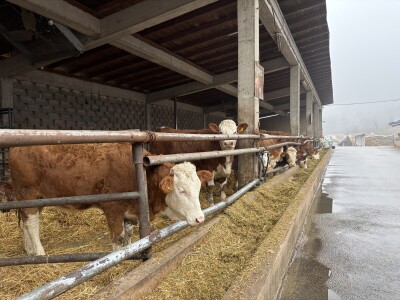 Nezaustavljiv rast Farme Euro, uskoro vrata otvara i sirana