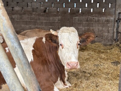 Nezaustavljiv rast Farme Euro, uskoro vrata otvara i sirana
