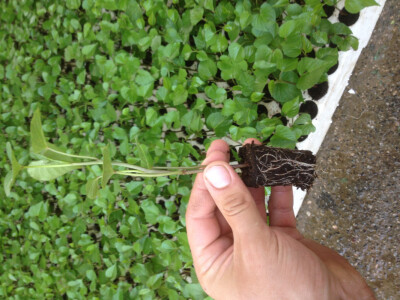 Opg Pavković Opg Pavković