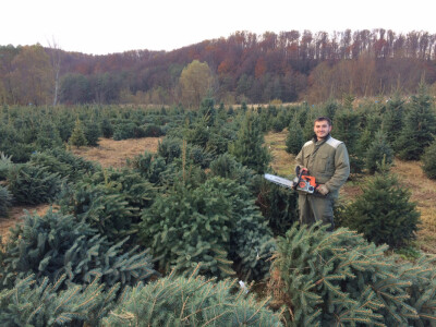 Sječa borova Sječa borova