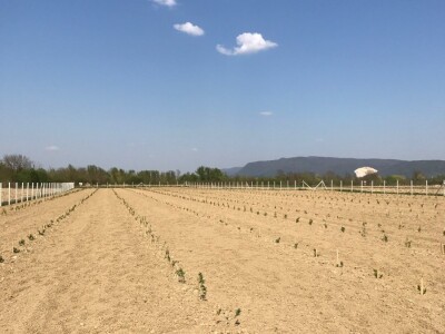 OPG Ivica Babojelić