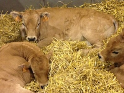 SIMA Pariz - POD Dežanovac