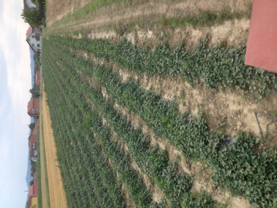 Opg Pavković Opg Pavković