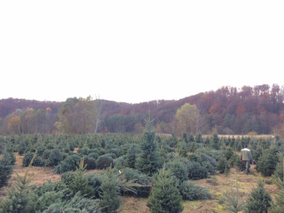 Priprema božićnih drvaca Priprema božićnih drvaca