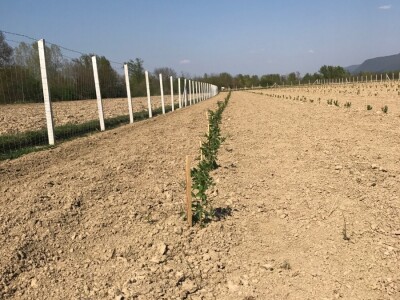 OPG Ivica Babojelić