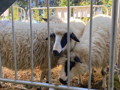 OPK Kučan Aleksinica