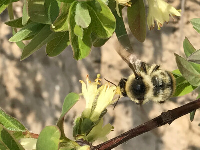 OPG Ivica Babojelić
