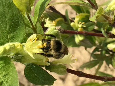 OPG Ivica Babojelić