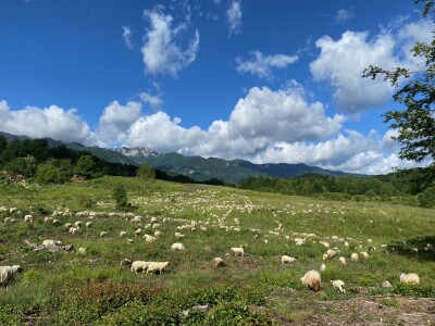 OPK Kučan Aleksinica